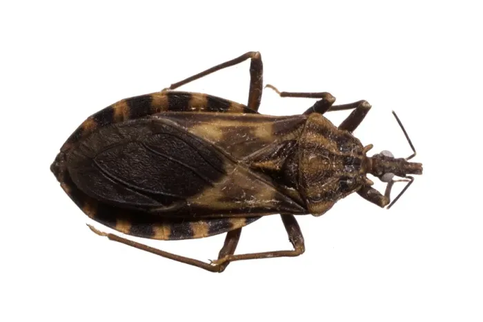 Framed Print : Triatoma migrans, triatomine bug Framed Print : Triatoma migrans, triatomine bug