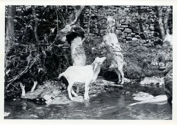 Tribe of Goats, Upper Dentdale, Cumbria