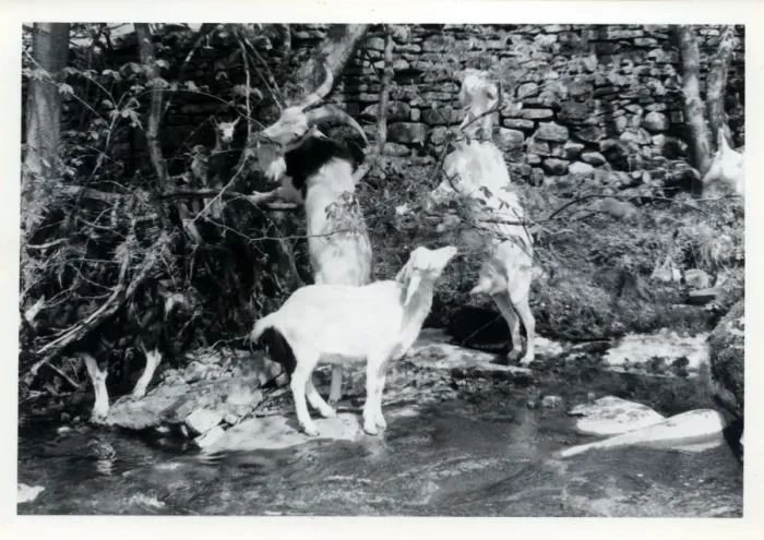 Framed Print : Tribe of Goats, Upper Dentdale, Cumbria Framed Print : Tribe of Goats, Upper Dentdale, Cumbria
