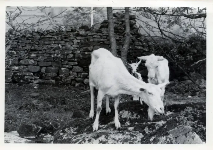 Framed Print : Tribe of Goats, Upper Dentdale, Cumbria Framed Print : Tribe of Goats, Upper Dentdale, Cumbria