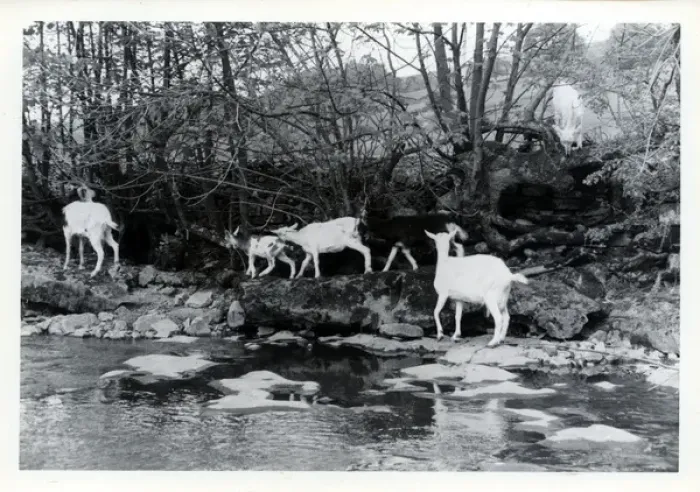 Framed Print : Tribe of Goats, Upper Dentdale, Cumbria Framed Print : Tribe of Goats, Upper Dentdale, Cumbria