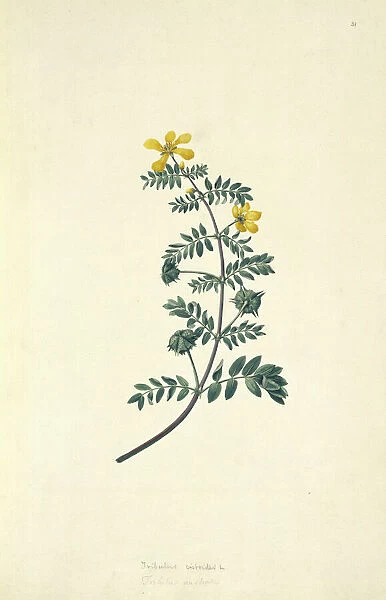 Tribulus cistoides, Jamaican feverplant