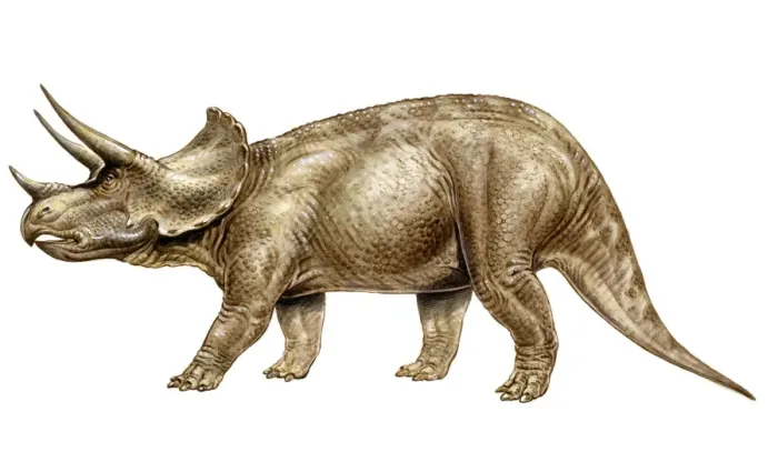 Framed Print : Triceratops Framed Print : Triceratops