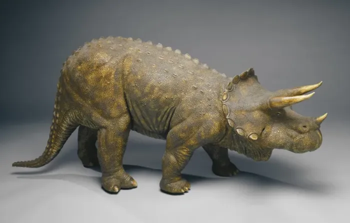 Framed Print : Triceratops Framed Print : Triceratops