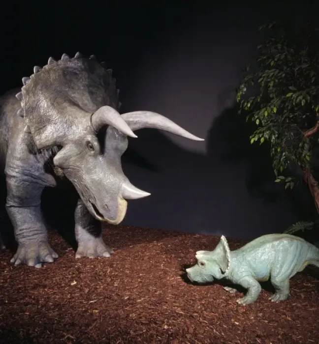 Framed Print : Triceratops