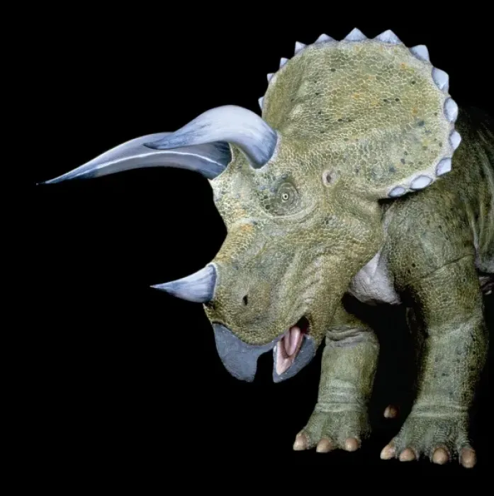 Framed Print : Triceratops Framed Print : Triceratops