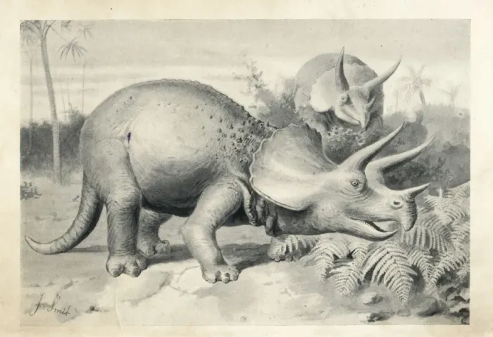 Framed Print : Triceratops prorsus Framed Print : Triceratops prorsus