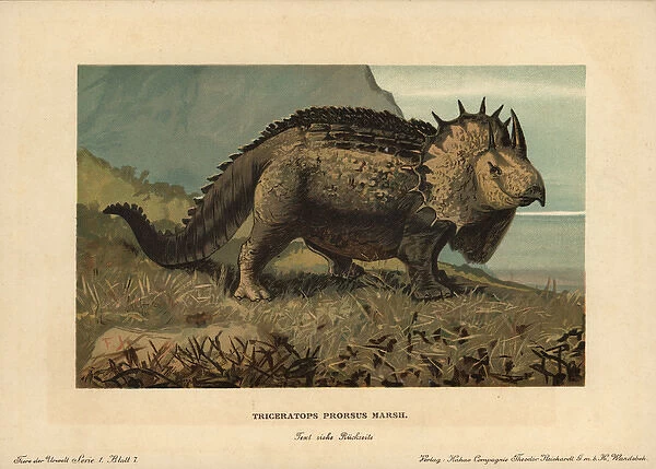 Triceratops prorsus Marsh, extinct genus of