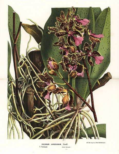 Trichocentrum lanceanum orchid