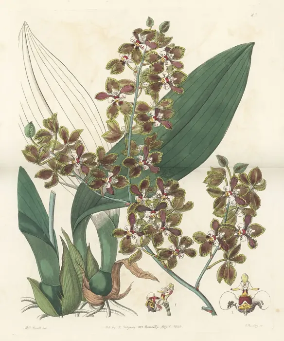 Framed Print : Trichocentrum microchilum orchid Framed Print : Trichocentrum microchilum orchid