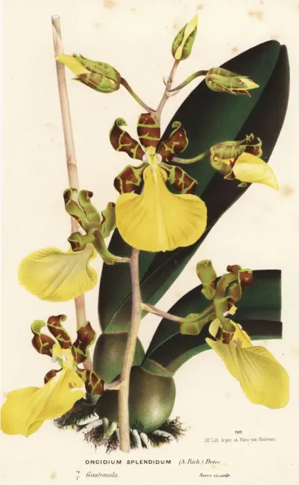 Framed Print : Trichocentrum splendidum Framed Print : Trichocentrum splendidum