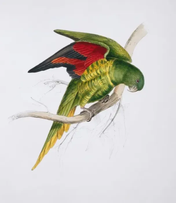 Framed Print : Trichoglossus chlorolepidotus, scaly-breasted lorikeet Framed Print : Trichoglossus chlorolepidotus, scaly-breasted lorikeet