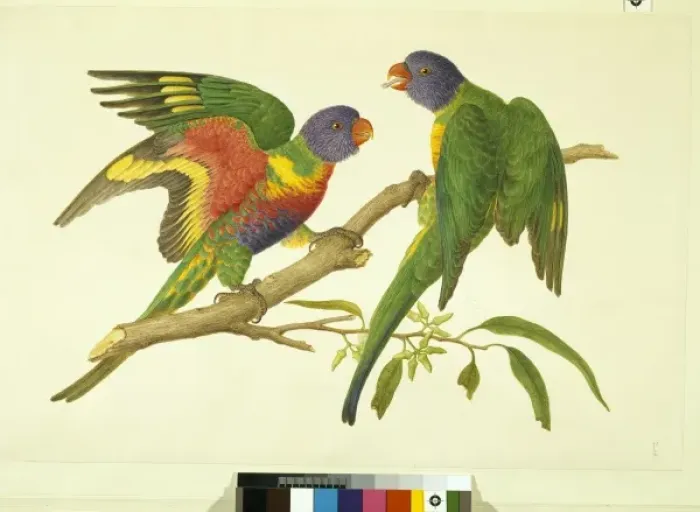 Framed Print : Trichoglossus haematodus, rainbow lorikeet