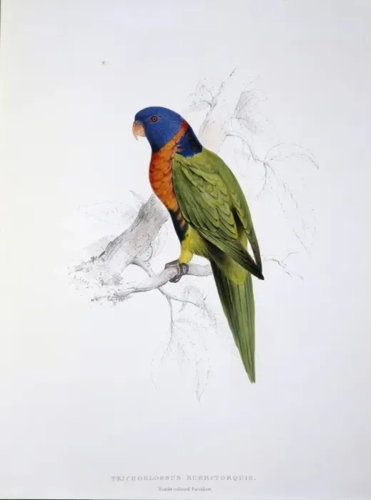 Framed Print : Tricholglossus rubritorquis, red-collared lorikeet Framed Print : Tricholglossus rubritorquis, red-collared lorikeet