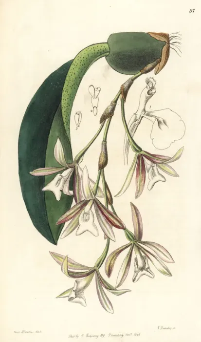 Framed Print : Trichopilia laxa orchid Framed Print : Trichopilia laxa orchid