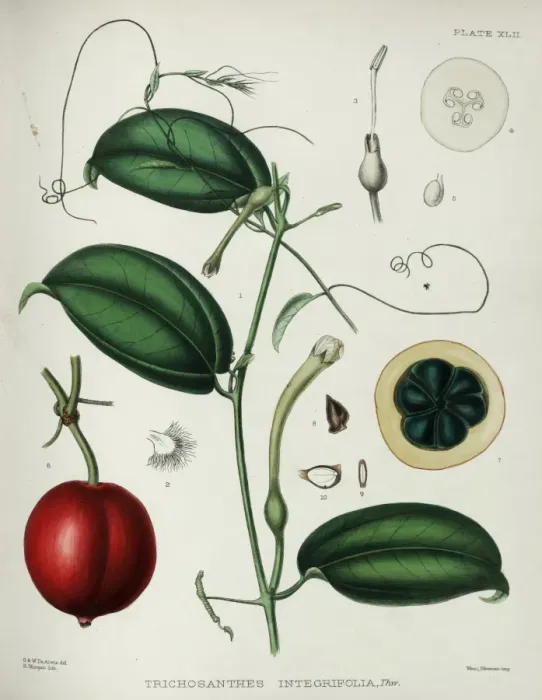 Framed Print : Trichosanthes integrifolia Framed Print : Trichosanthes integrifolia