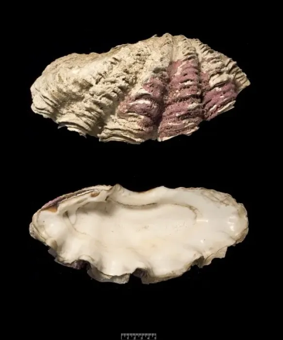 Framed Print : Tridacna gigas, giant clam Framed Print : Tridacna gigas, giant clam