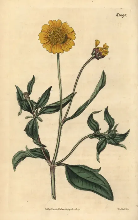 Framed Print : Tridax trilobata Framed Print : Tridax trilobata