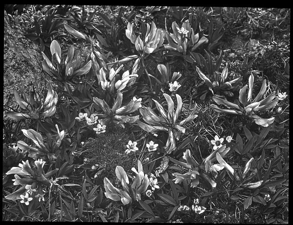 Trifolium Apinum (Alpine Clover)