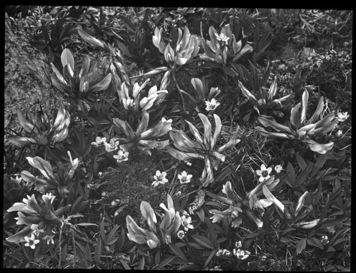 Framed Print : Trifolium Apinum (Alpine Clover) Framed Print : Trifolium Apinum (Alpine Clover)