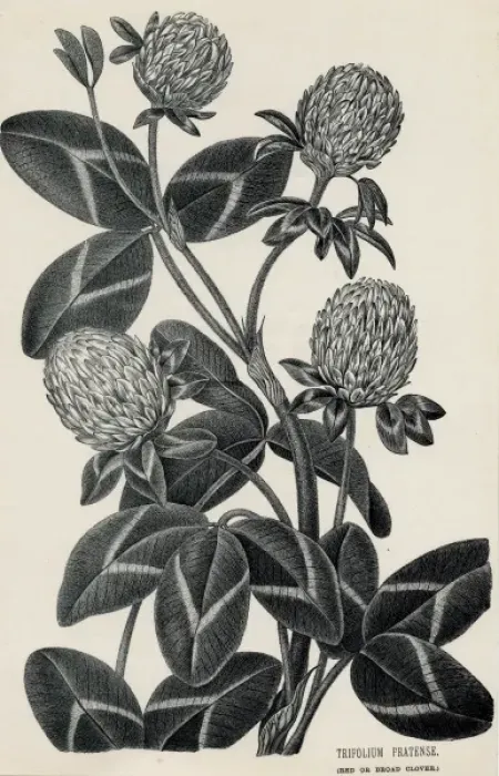 Framed Print : Trifolium Pratense Framed Print : Trifolium Pratense