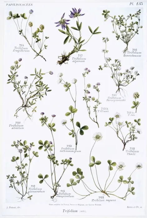 Framed Print : Trifolium sp. clover Framed Print : Trifolium sp. clover