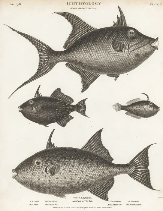 Framed Print : Triggerfish and leatherjacket species Framed Print : Triggerfish and leatherjacket species