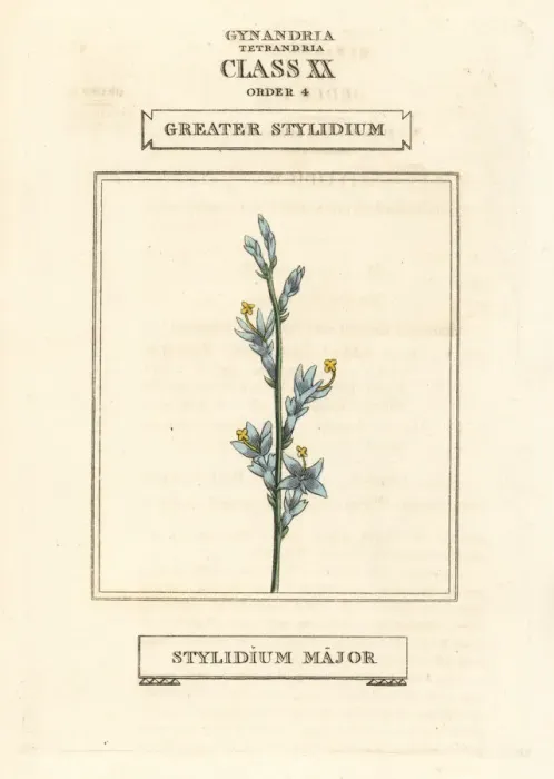Framed Print : Triggerplant or greater stylidium, Stylidium major Framed Print : Triggerplant or greater stylidium, Stylidium major