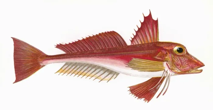 Framed Print : Trigla cuculus, or Blochs Gurnard Framed Print : Trigla cuculus, or Blochs Gurnard