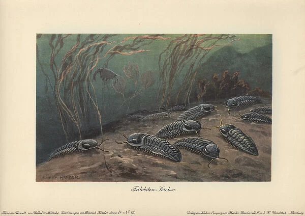 Trilobites, fossil group of extinct marine