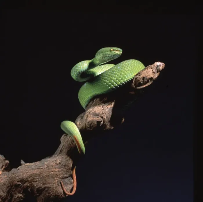Framed Print : Trimeresurus albolabris, bamboo pit viper Framed Print : Trimeresurus albolabris, bamboo pit viper