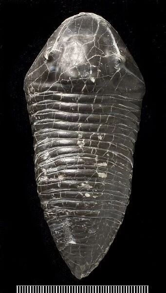 Trimerus, a fossil trilobite