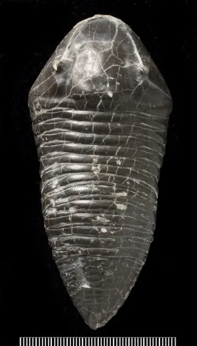 Framed Print : Trimerus, a fossil trilobite Framed Print : Trimerus, a fossil trilobite