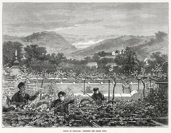Trimming the grape vines in spring. Date: 1873