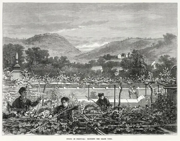 Framed Print : Trimming the grape vines in spring. Date: 1873 Framed Print : Trimming the grape vines in spring. Date: 1873
