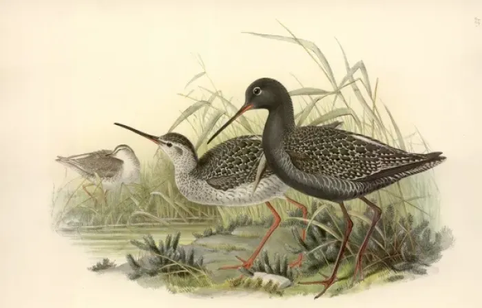 Framed Print : Tringa erythropus, spotted redshank Framed Print : Tringa erythropus, spotted redshank