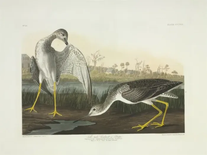 Framed Print : Tringa melanoleuca, greater yellowlegs Framed Print : Tringa melanoleuca, greater yellowlegs