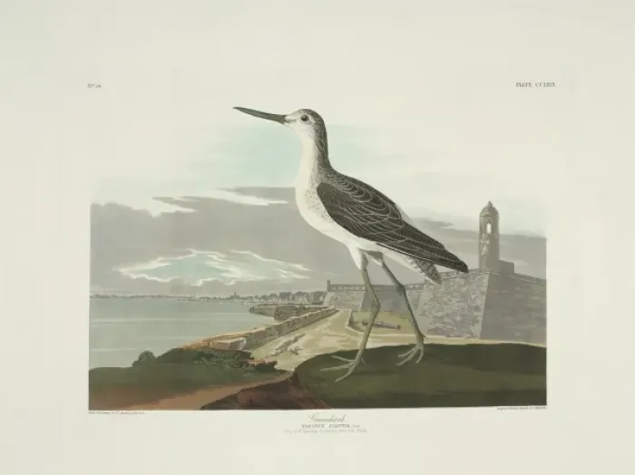 Framed Print : Tringa nebularia, common greenshank Framed Print : Tringa nebularia, common greenshank
