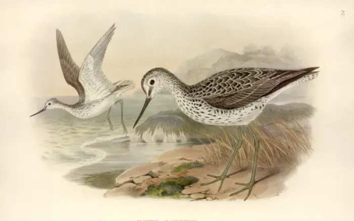 Framed Print : Tringa nebularia, common greenshank Framed Print : Tringa nebularia, common greenshank