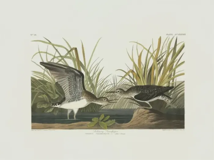 Framed Print : Tringa solitaria, solitary sandpiper Framed Print : Tringa solitaria, solitary sandpiper