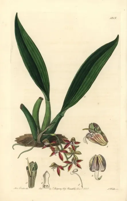 Framed Print : Trinidad macradenia orchid, Macradenia lutescens Framed Print : Trinidad macradenia orchid, Macradenia lutescens