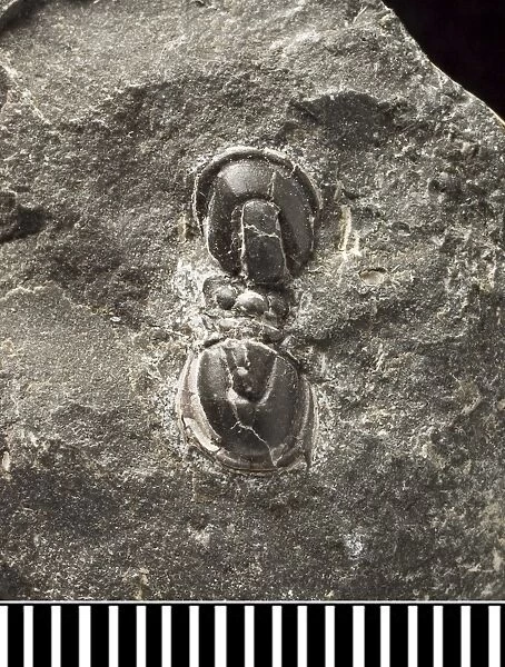 Trinodus, a fossil trilobite