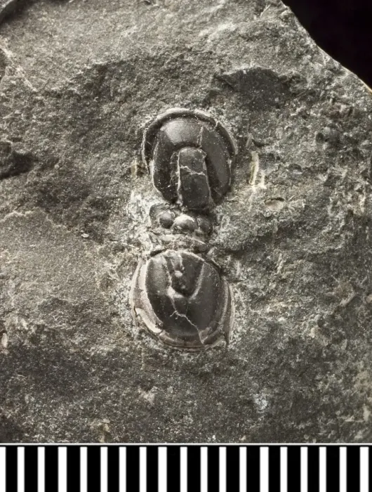 Framed Print : Trinodus, a fossil trilobite Framed Print : Trinodus, a fossil trilobite