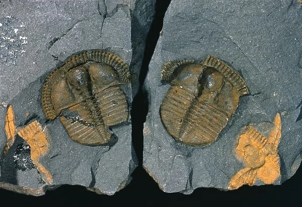 Trinucleus, trinucleid trilobite