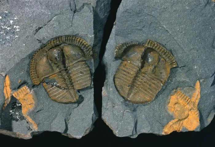 Framed Print : Trinucleus, trinucleid trilobite Framed Print : Trinucleus, trinucleid trilobite