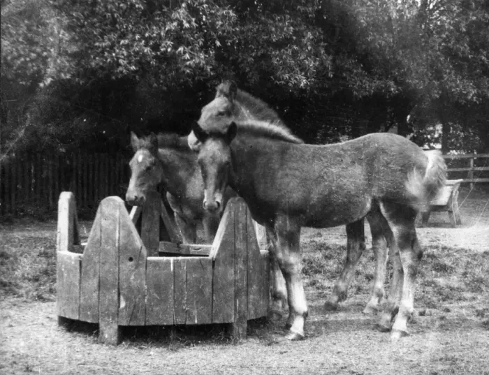 Framed Print : Trio of Foals Framed Print : Trio of Foals