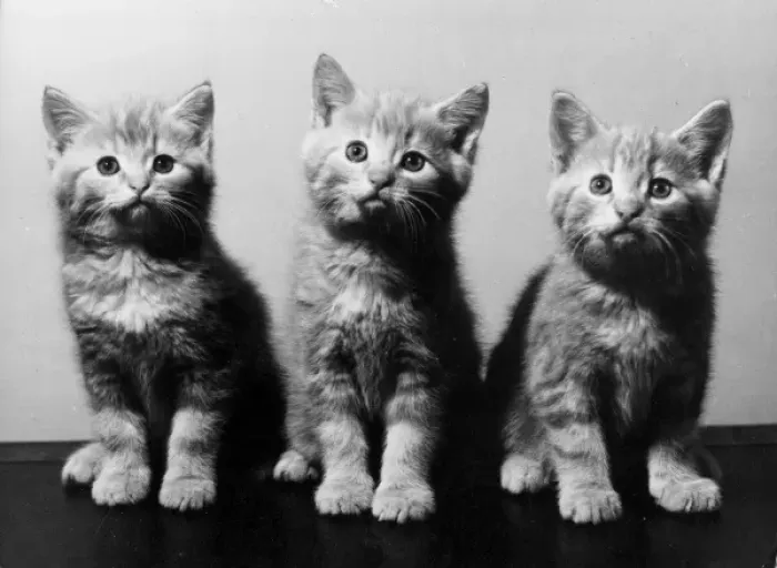 Framed Print : Trio of Kittens Framed Print : Trio of Kittens