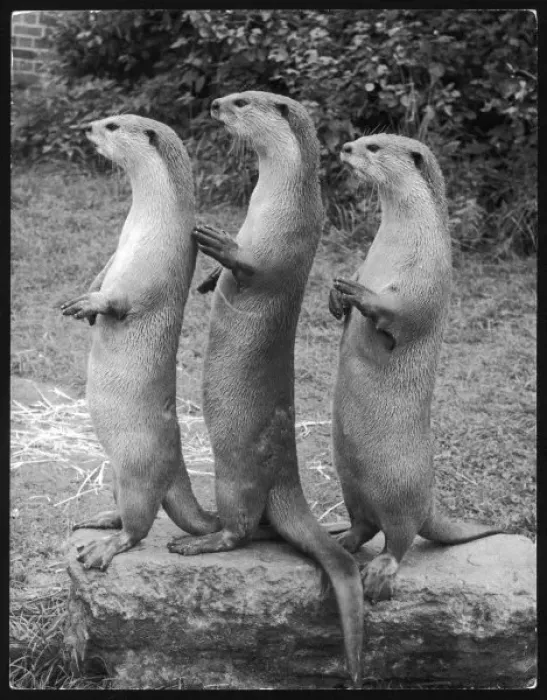 Framed Print : Trio of Otters 1960S Framed Print : Trio of Otters 1960S