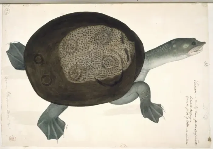Framed Print : Trionyx sewaare, turtle Framed Print : Trionyx sewaare, turtle