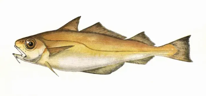 Framed Print : Trisopterus minutus, or Poor Cod Framed Print : Trisopterus minutus, or Poor Cod